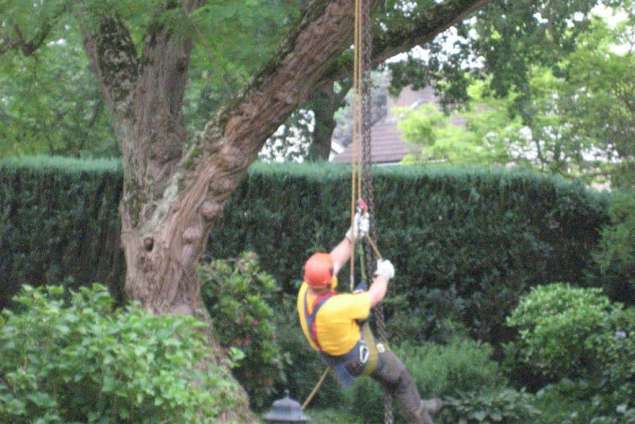 acacie boom vellen in Prinsenbeek